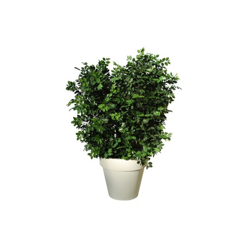 Planta semi-artificiala Ila, Ficus Ginseng UVR Boschetto Green - 170 cm