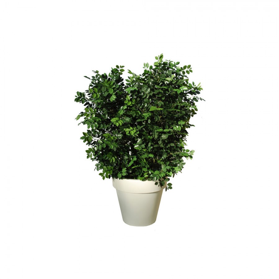 Planta semi-artificiala Ila, Ficus Ginseng UVR Boschetto Green - 170 cm