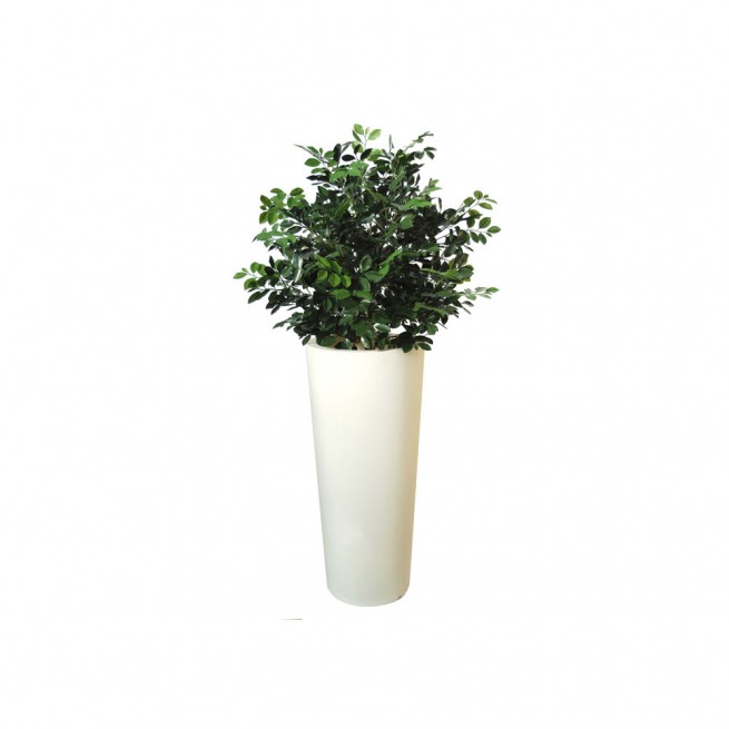 Planta semi-artificiala Ila, Ficus Ginseng UVR Bush Green - 150 cm