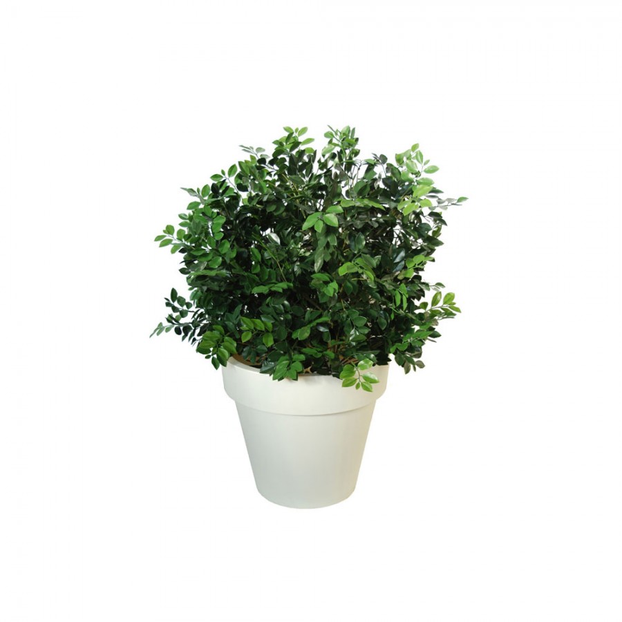 Planta semi-artificiala Ila, Ficus Ginseng UVR Buch Lux Green - 130 cm