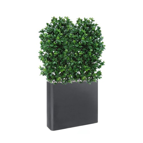 Planta semi-artificiala Ila, Osmanthus Fence in Divio Grafite