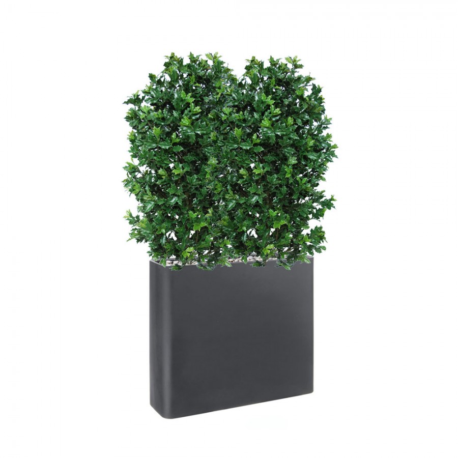 Planta semi-artificiala Ila, Osmanthus Fence in Divio Grafite