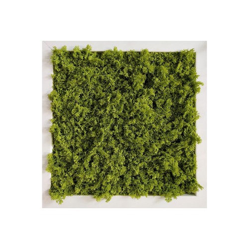 Planta semi-artificiala Ila, Vertical Garden Lichene (no frame) 