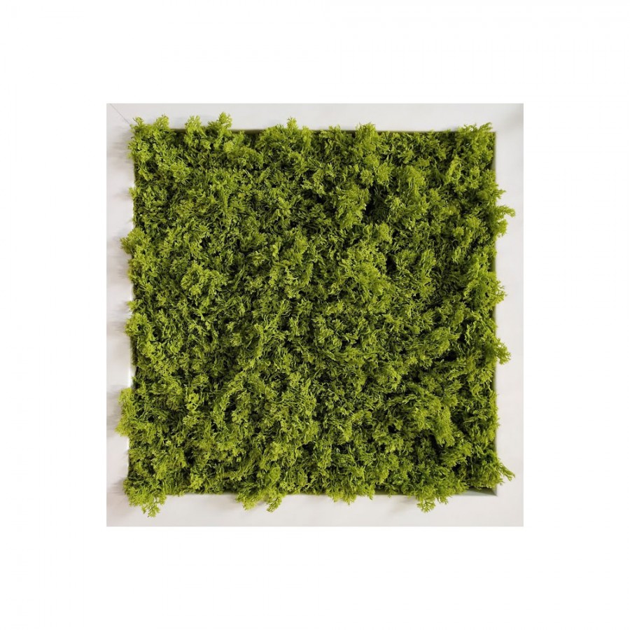 Planta semi-artificiala Ila, Vertical Garden Lichene (no frame) 