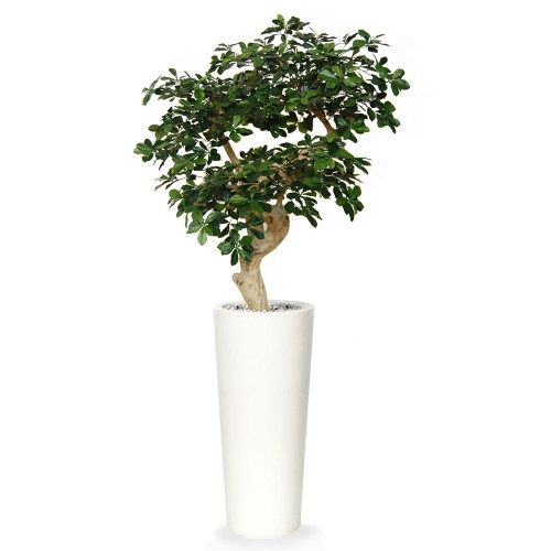 Planta semi-artificiala Ila, Buxifolia Crown Green - 150 cm