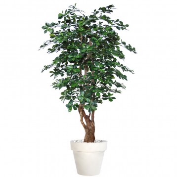 Planta semi-artificiala Ila, Buxifolia Malabar Green - 180 cm