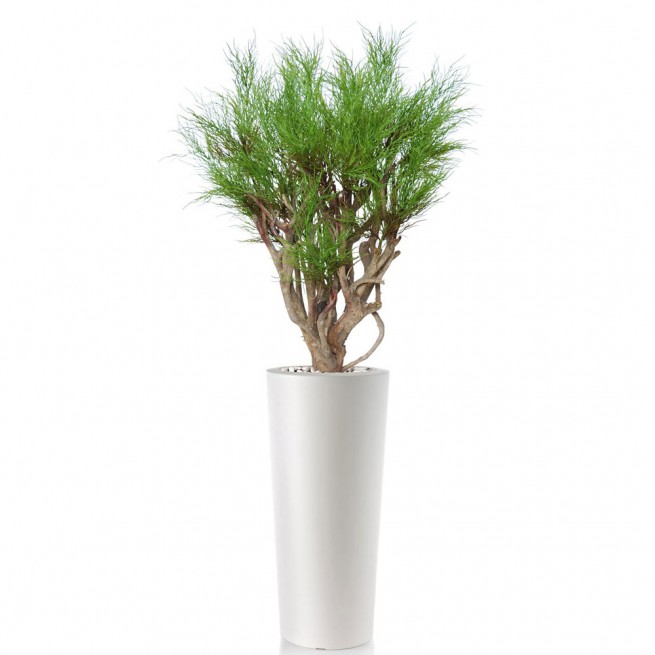 Planta semi-artificiala Ila, Coral Plant Green - 120 cm