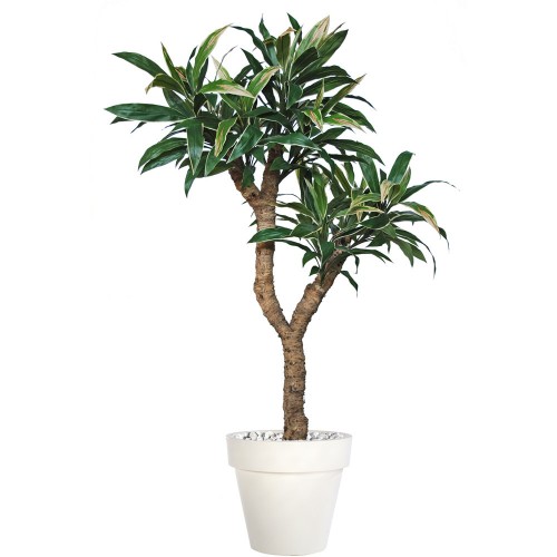 Planta semi-artificiala Ila, Cordyline Drago Variegated - 220 cm