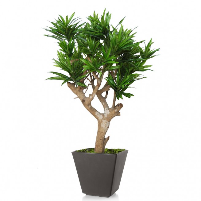 Planta semi-artificiala Ila, Dracaena Reflexa Robustina Green - 100 cm