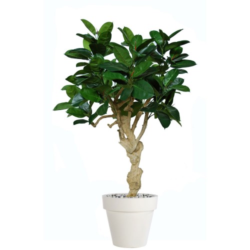 Planta semi-artificiala Ila, Ficus Elastica Crown - 180 cm