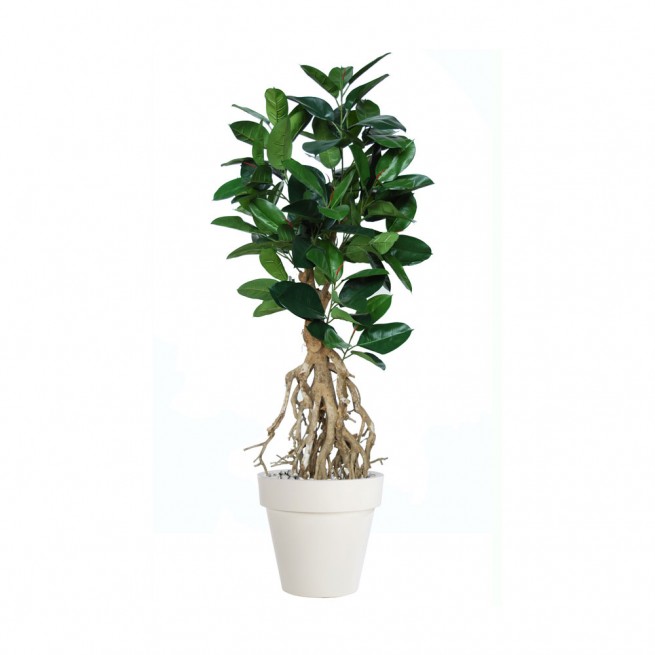 Planta semi-artificiala Ila, Ficus Elastica Root Green - 160 cm