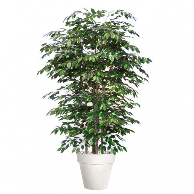 Planta semi-artificiala Ila, Ficus Exotica Boschetto - 220 cm