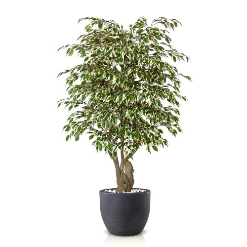 Planta semi-artificiala Ila, Ficus Golden Malabar Variegated - 150 cm
