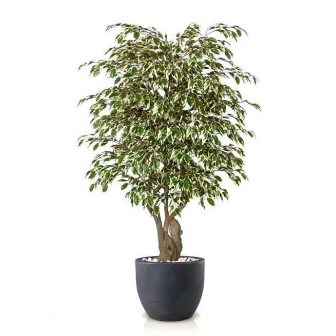 Planta semi-artificiala Ila, Ficus Golden Malabar Variegated - 150 cm
