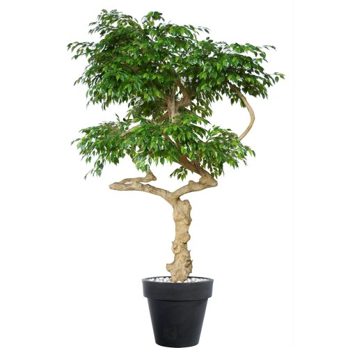 Planta semi-artificiala Ila, Ficus Golden Nidra Lt Green - 250 cm