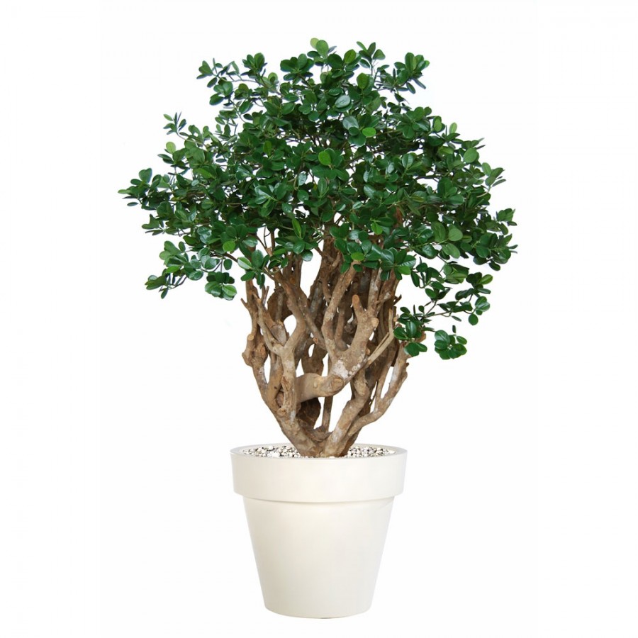 Planta semi-artificiala Ila, Ficus Panda Robusta Green - 160 cm