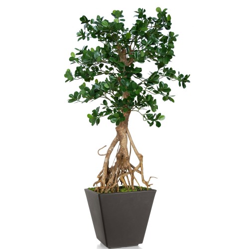 Planta semi-artificiala Ila, Ficus Retusa Root Mini Green - 150 cm