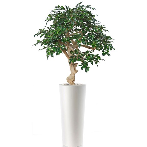 Planta semi-artificiala Ila, Ficus Retusa Crown Green - 200 cm