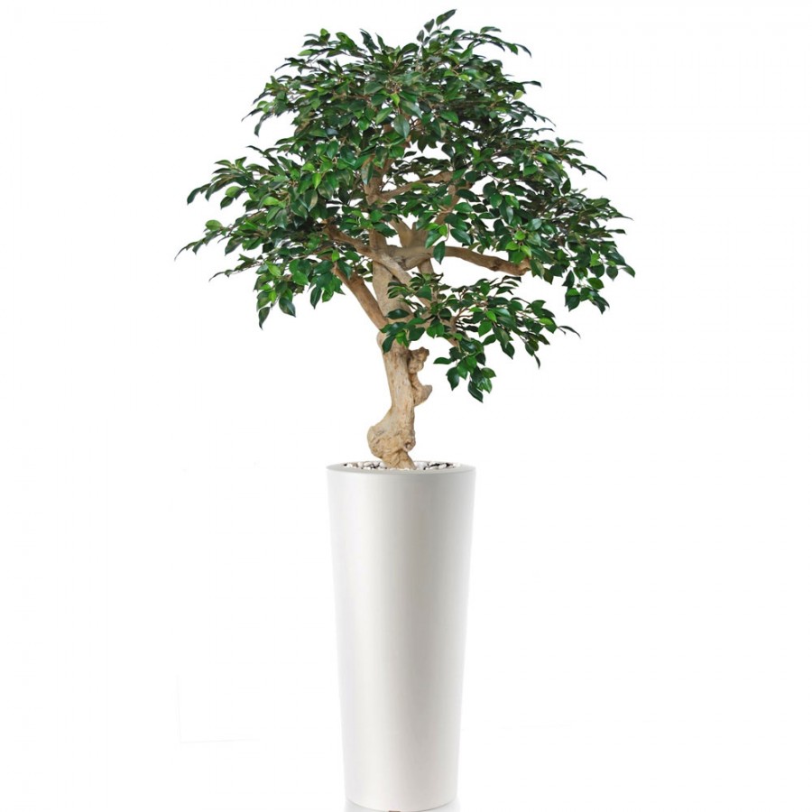 Planta semi-artificiala Ila, Ficus Retusa Crown Green - 200 cm