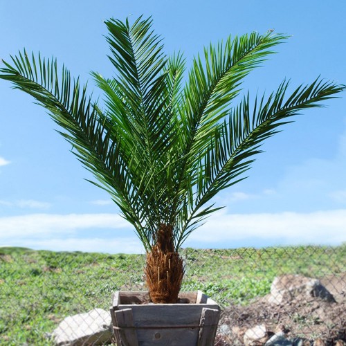 Planta semi-artificiala Ila, Phoenix Palm - 200 cm